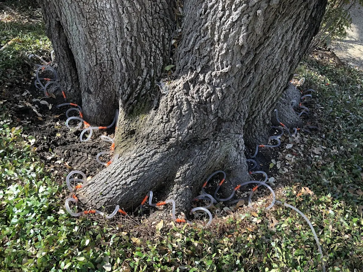 Detailed Tree Cabling and Bracing job site in Wesley