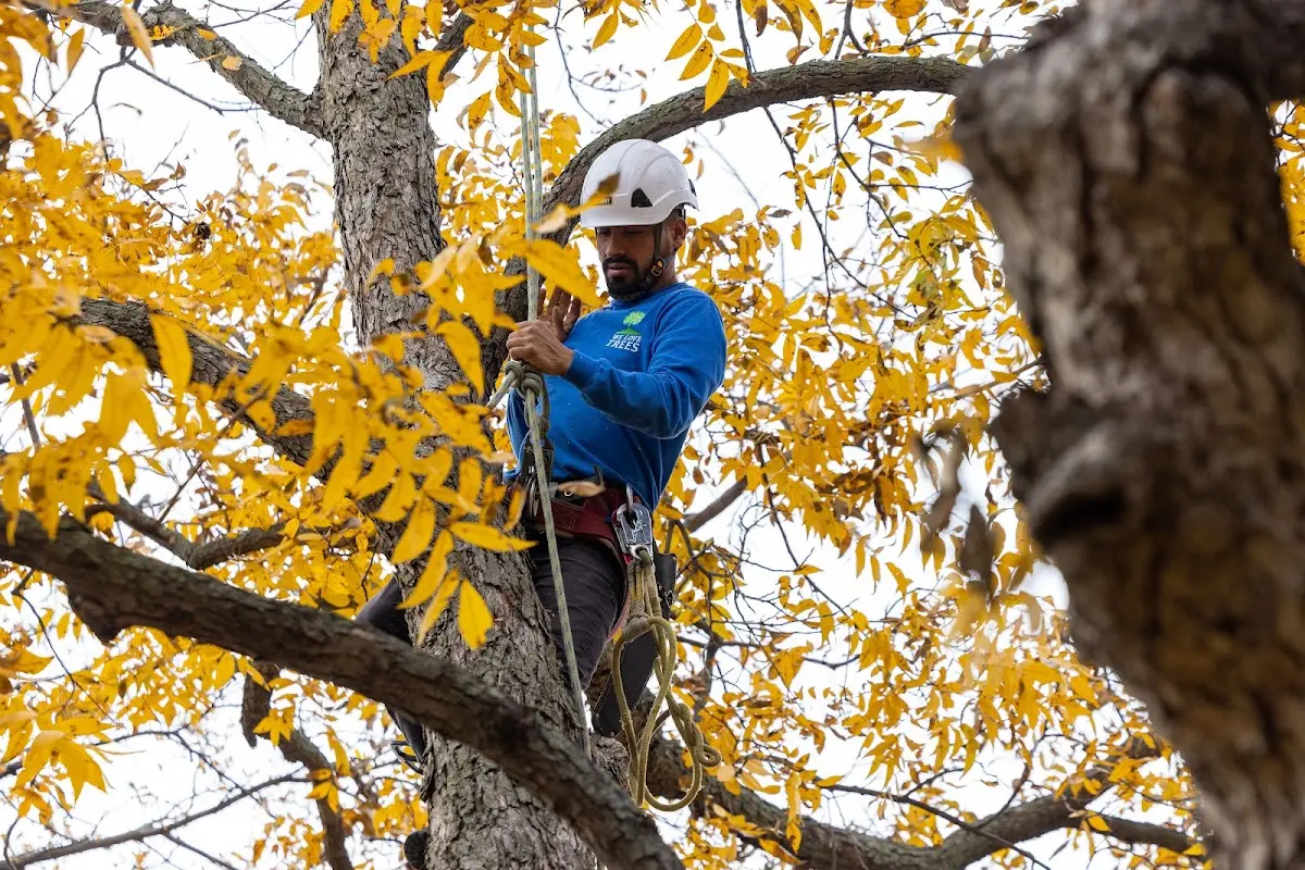 Skilled Tree Planing crew working in Wesley