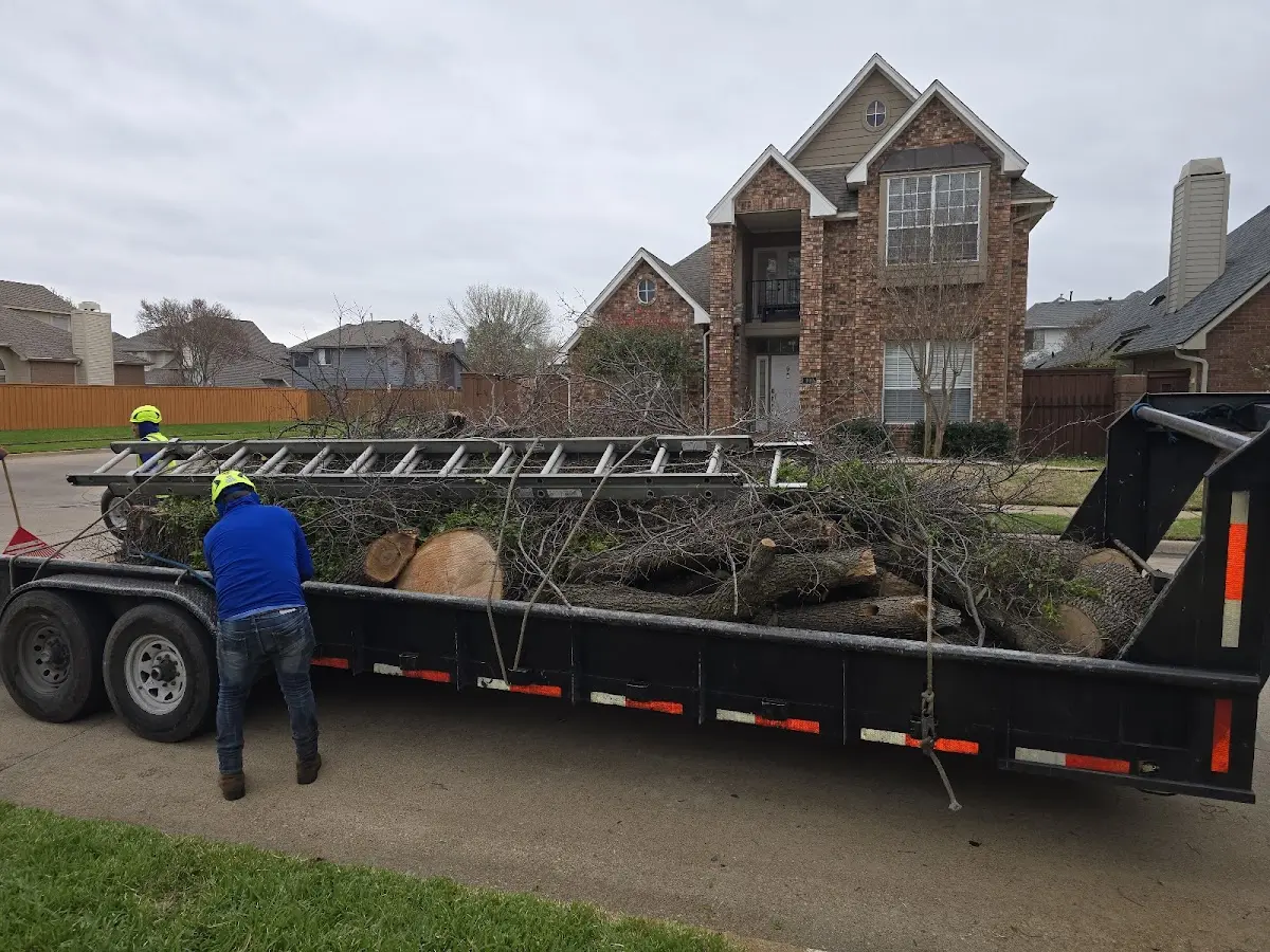 Expert Tree Removal with proper safety equipment in Wesley